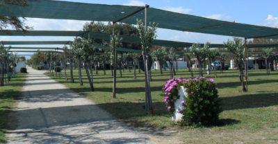 camping-sabbia-d'oro-montenero-di-bisaccia-piazzole.png