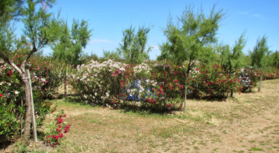 camping-la-baia-giovinazzo-piazzole.png