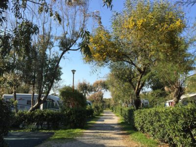 Camping-campeggio-Villaggio-dei-Pini-Punta-Marina-Terme-Lidi-Ravenna-Ravennati-piazzole-camper-caravan-roulotte-tende-viale.jpg